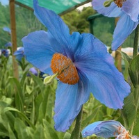 Meconopsis  'Mop-head'